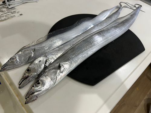 タチウオの釣果