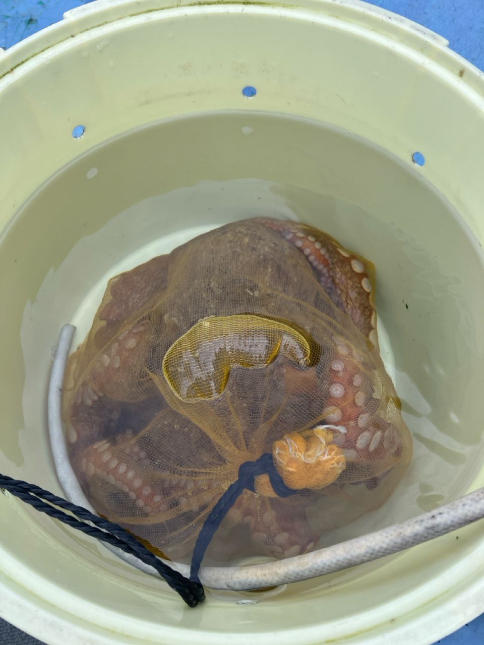 たけちよっとさんの釣果 1枚目の画像