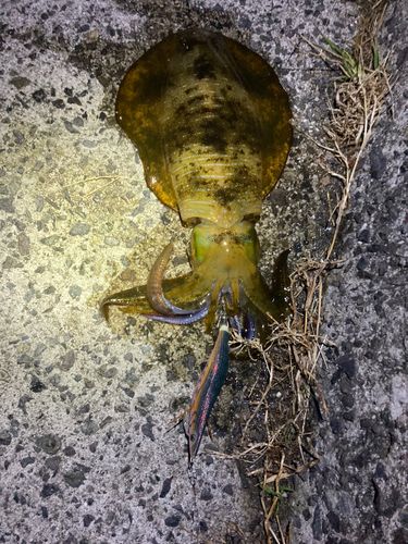 アオリイカの釣果