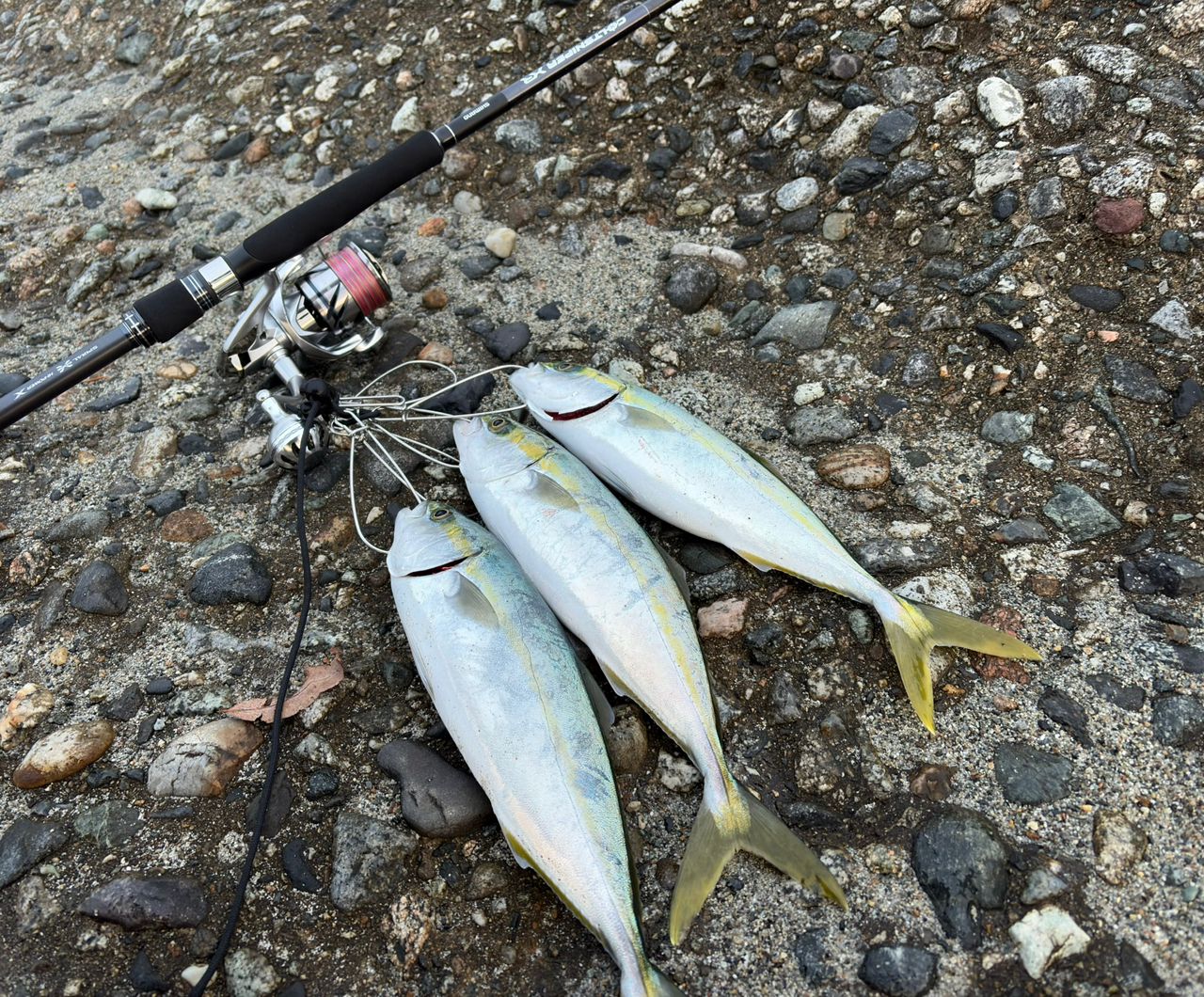 シマノ　20コルトスナイパーXR S100ML シマノ（SHIMANO） 20 コルトスナイパー XR S100ML 10.0ft 2ピース