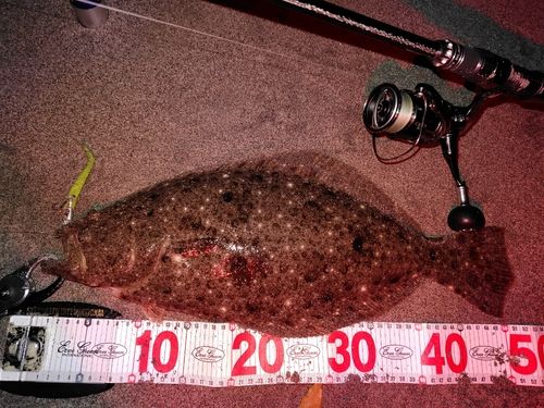 ヒラメの釣果