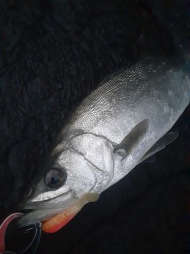 ヒラスズキの釣果