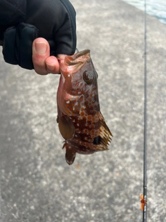 キジハタの釣果