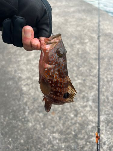 キジハタの釣果