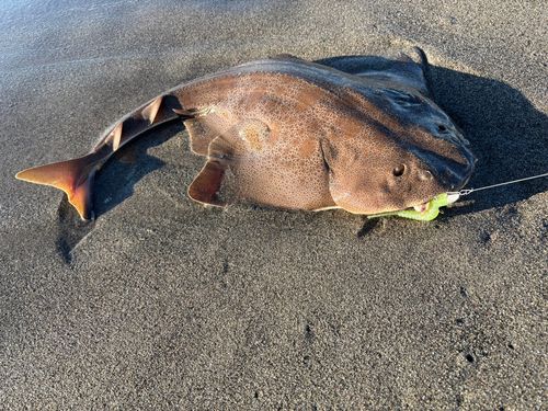 カスザメの釣果