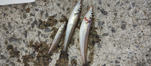 シロギスの釣果