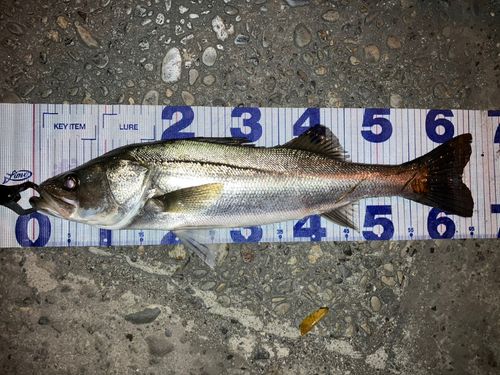 シーバスの釣果