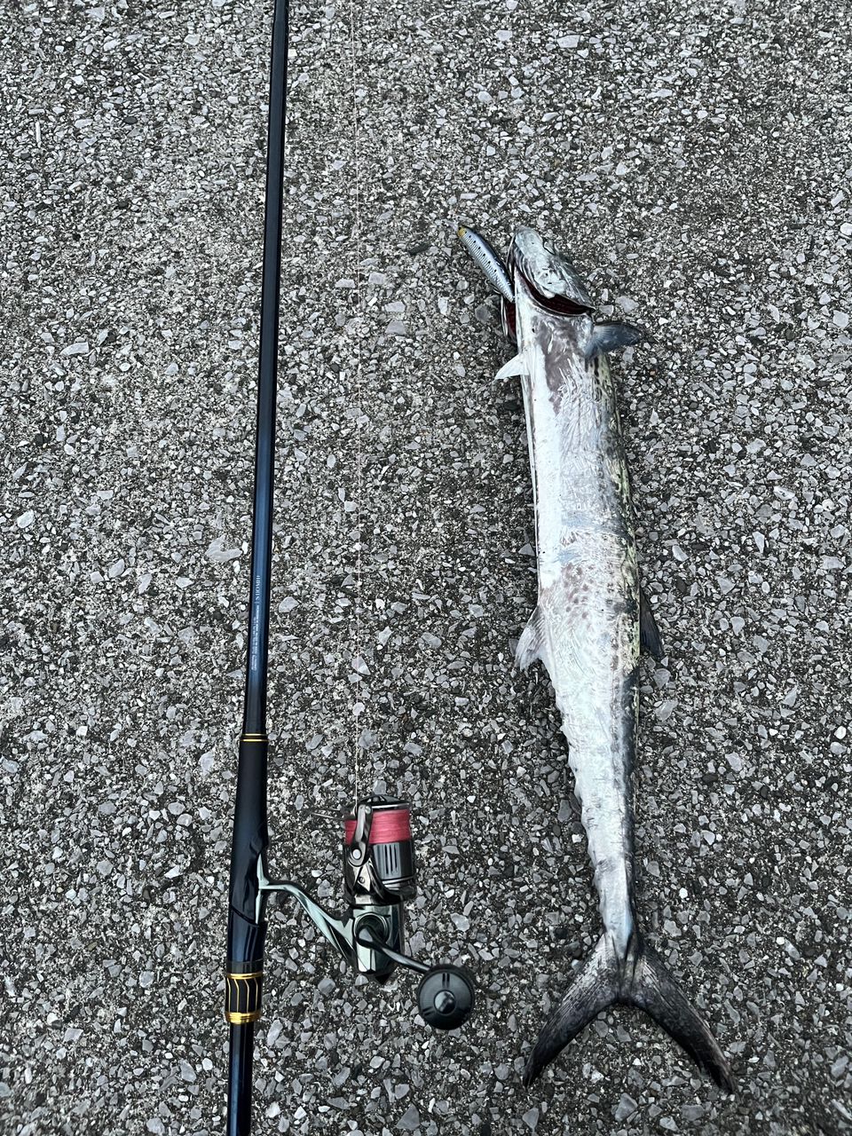 SHIMANO ネッサ リミテッド 2023年モデルの最安値・インプレ・釣果