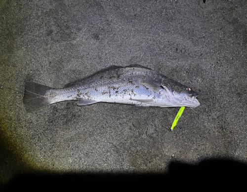 オオニベの釣果