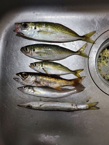 マアジの釣果
