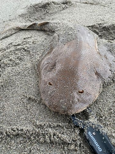 カスザメの釣果