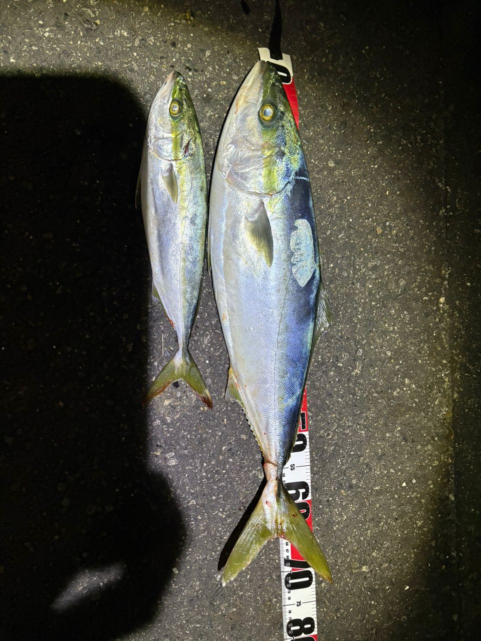 SHIMANO 23ディアルーナ S106MHの最安値・インプレ・釣果 | 本音の