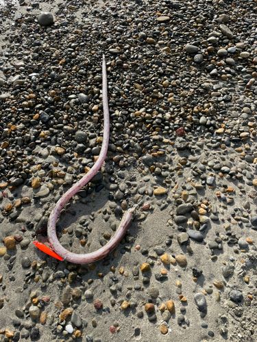 ダイナンウミヘビの釣果