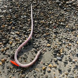 ダイナンウミヘビ