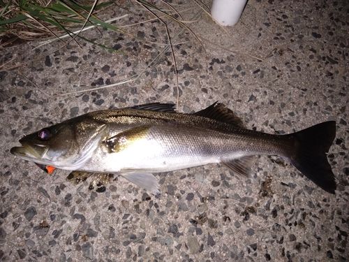 シーバスの釣果