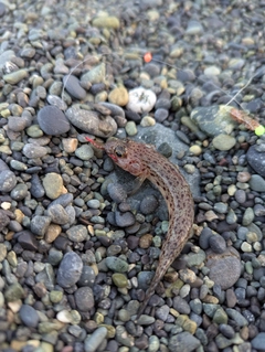 ヒメハゼの釣果
