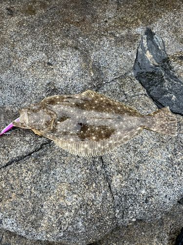 ヒラメの釣果
