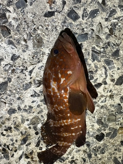 キジハタの釣果