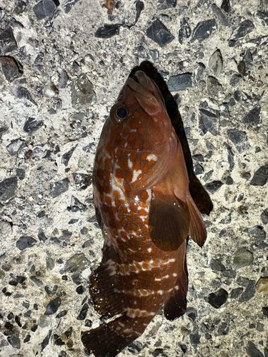 キジハタの釣果