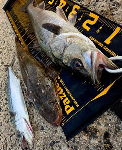 マルスズキの釣果