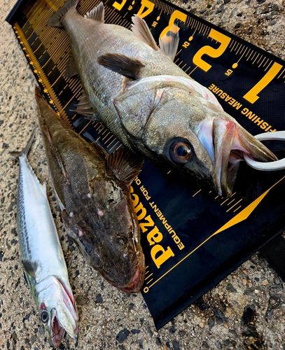 シーバスの釣果