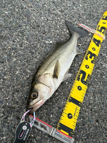 セイゴ（マルスズキ）の釣果