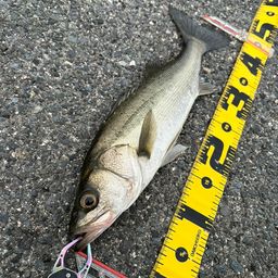 セイゴ（マルスズキ）