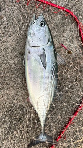 スマガツオの釣果