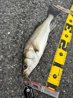 セイゴ（マルスズキ）の釣果