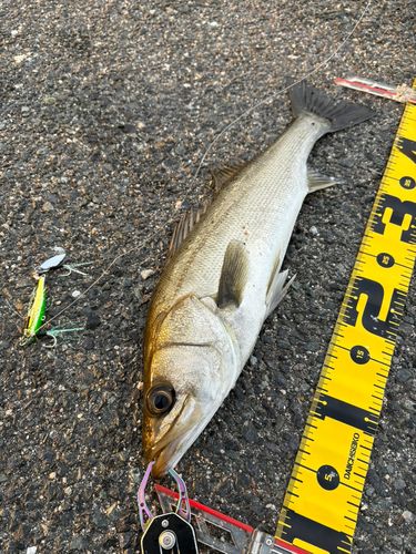 セイゴ（マルスズキ）の釣果