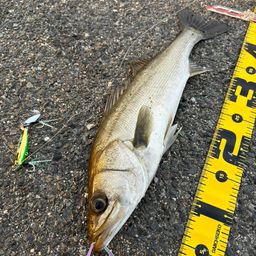 セイゴ（マルスズキ）