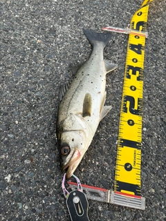 セイゴ（マルスズキ）の釣果