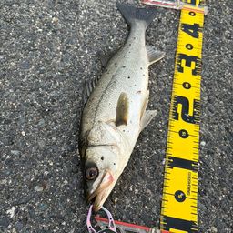 セイゴ（マルスズキ）