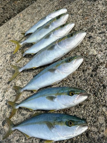 ツバイソの釣果