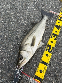 フッコ（マルスズキ）の釣果