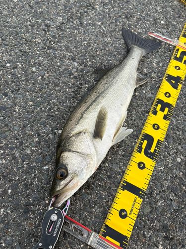 フッコ（マルスズキ）の釣果