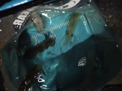 チイチイイカの釣果