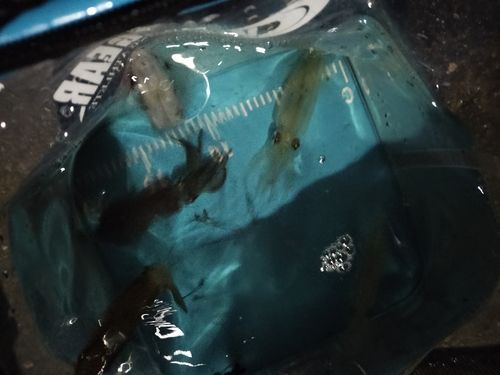 チイチイイカの釣果