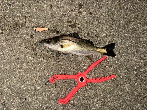 セイゴ（マルスズキ）の釣果