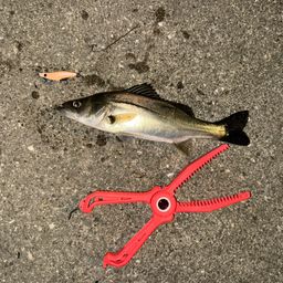 セイゴ（マルスズキ）