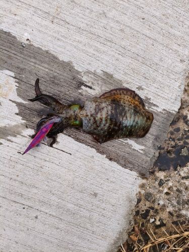 ミズイカの釣果