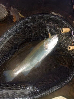 ニジマスの釣果