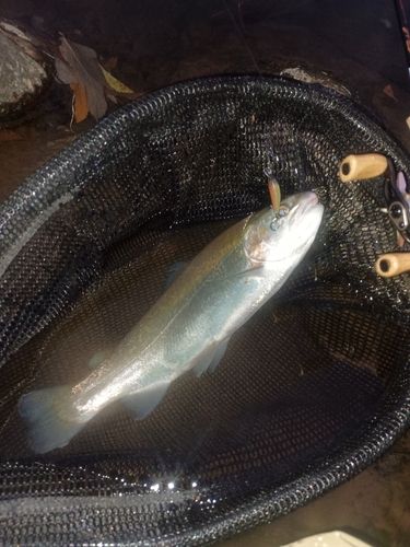 ニジマスの釣果