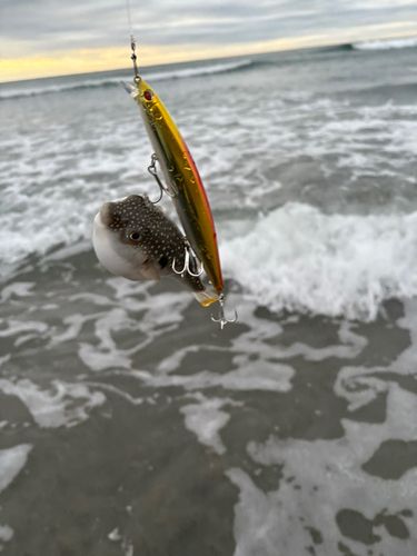 クサフグの釣果