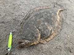 ヒラメの釣果