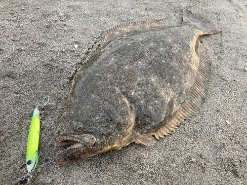 ヒラメの釣果