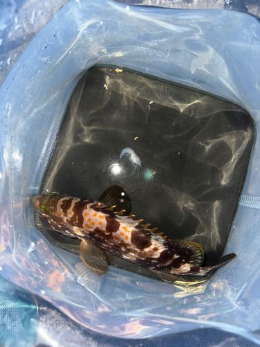 木津川（大阪）