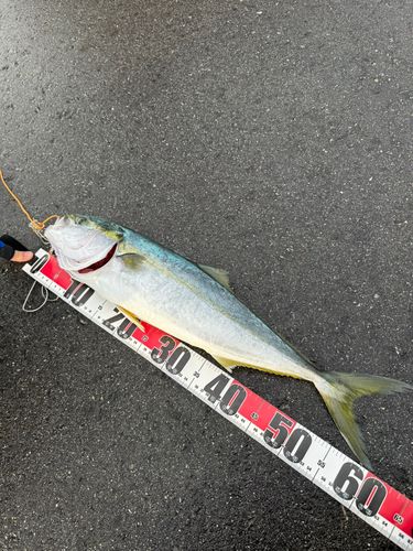 フクラギの釣果