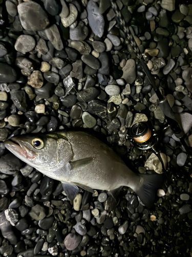 ヒラスズキの釣果