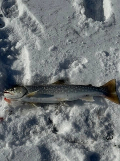 アメマスの釣果